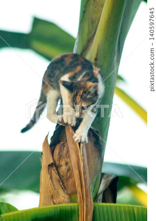 A calico cat enjoys exploring and climbing trees. A calico cat enjoys exploring and climbing trees. 140597645
