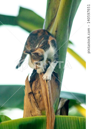 A calico cat enjoys exploring and climbing trees. A calico cat enjoys exploring and climbing trees. 140597651