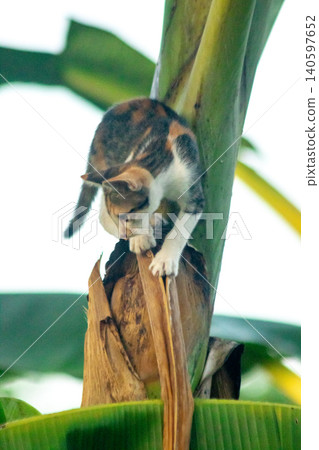 A calico cat enjoys exploring and climbing trees. A calico cat enjoys exploring and climbing trees. 140597652