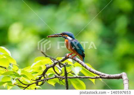 Kingfisher 140597653