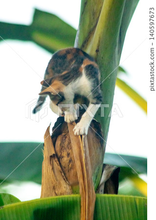 A calico cat enjoys exploring and climbing trees. A calico cat enjoys exploring and climbing trees. 140597673