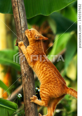 A calico cat enjoys exploring and climbing trees. A calico cat enjoys exploring and climbing trees. 140597682