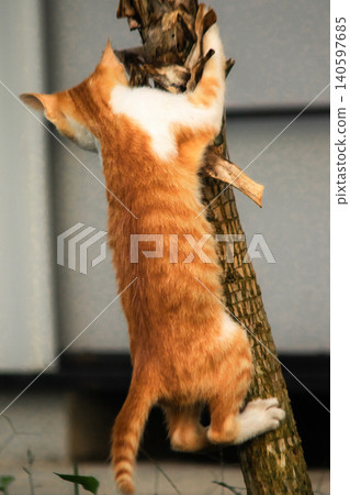 A calico cat enjoys exploring and climbing trees. A calico cat enjoys exploring and climbing trees. 140597685