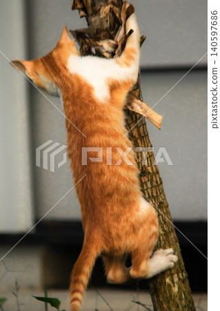 A calico cat enjoys exploring and climbing trees. A calico cat enjoys exploring and climbing trees. 140597686