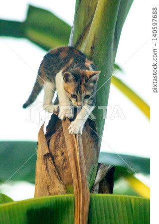 A calico cat enjoys exploring and climbing trees. 140597688
