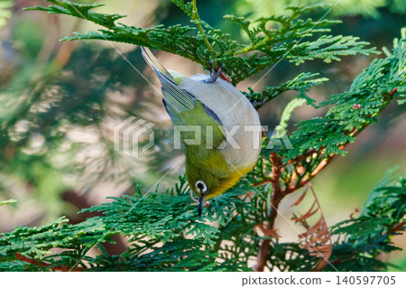 A white-eye bird with a beautiful green body and white glasses that can be mistaken for a warbler. A white-eye bird with a beautiful green body and white glasses that can be mistaken for a warbler. 140597705