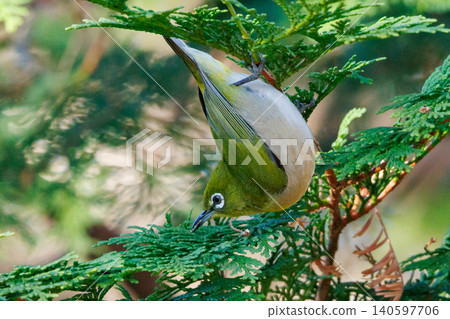 A white-eye bird with a beautiful green body and white glasses that can be mistaken for a warbler. A white-eye bird with a beautiful green body and white glasses that can be mistaken for a warbler. 140597706