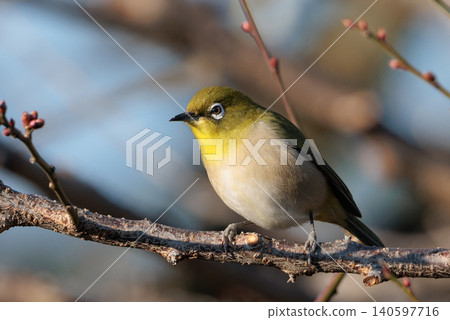 A white-eye bird with a beautiful green body and white glasses that can be mistaken for a warbler. A white-eye bird with a beautiful green body and white glasses that can be mistaken for a warbler. 140597716