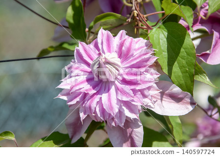 The queen of climbing plants. Clematis 'Ebiyohiru' with its pink petals. The queen of climbing plants. Clematis 'Ebiyohiru' with its pink petals. 140597724