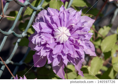 The queen of vines. Clematis Proteus, with its purple petals. 140597726
