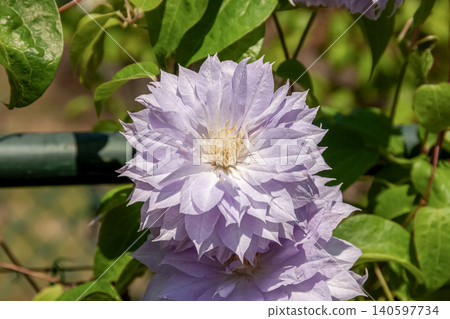 花瓣呈淡紫藤色的鐵線蓮,“沃金美人” 花瓣呈淡紫藤色的鐵線蓮,“沃金美人” 140597734