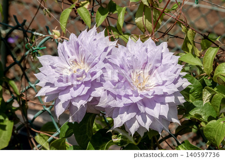 花瓣呈淡紫藤色的鐵線蓮,“沃金美人” 花瓣呈淡紫藤色的鐵線蓮,“沃金美人” 140597736
