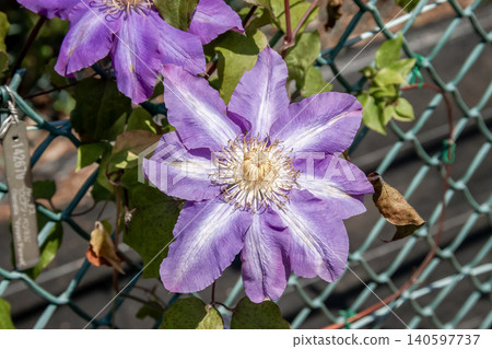 鐵線蓮“薇薇安·佩內爾”,花瓣呈藍紫色 鐵線蓮“薇薇安·佩內爾”,花瓣呈藍紫色 140597737