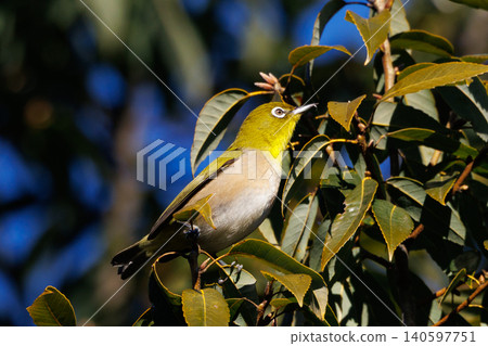 A white-eye bird with a beautiful green body and white glasses that can be mistaken for a warbler. A white-eye bird with a beautiful green body and white glasses that can be mistaken for a warbler. 140597751