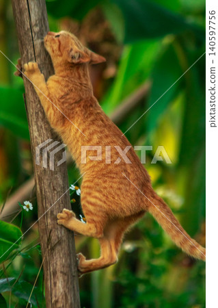 An orange cat skillfully climbing a tree. An orange cat skillfully climbing a tree. 140597756