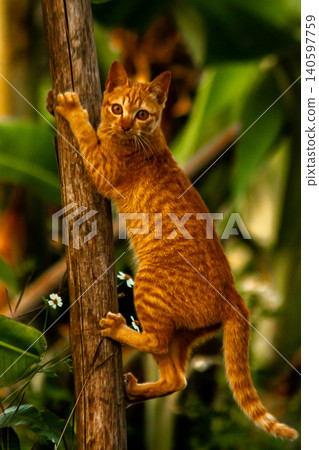 An orange cat skillfully climbing a tree. An orange cat skillfully climbing a tree. 140597759