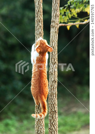 An orange cat skillfully climbing a tree. An orange cat skillfully climbing a tree. 140597765