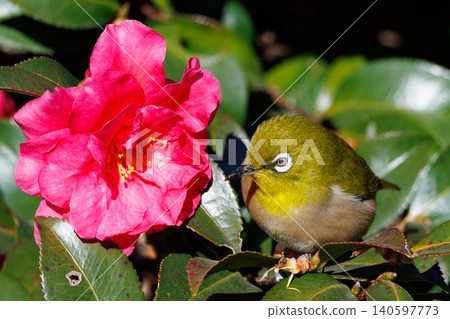 A white-eye bird with a beautiful green body and white glasses that can be mistaken for a warbler. A white-eye bird with a beautiful green body and white glasses that can be mistaken for a warbler. 140597773