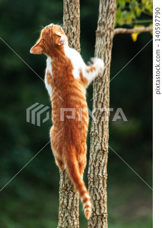 An orange cat skillfully climbing a tree. An orange cat skillfully climbing a tree. 140597790
