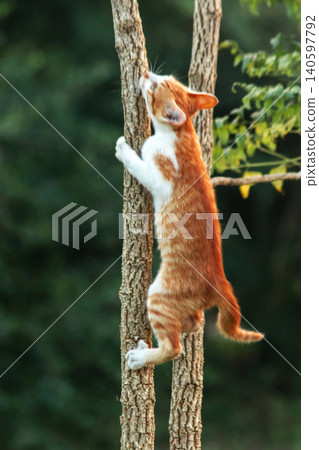 An orange cat skillfully climbing a tree. An orange cat skillfully climbing a tree. 140597792