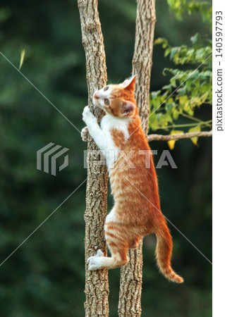 An orange cat skillfully climbing a tree. An orange cat skillfully climbing a tree. 140597793