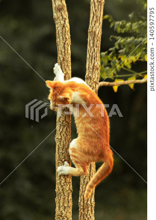 An orange cat skillfully climbing a tree. An orange cat skillfully climbing a tree. 140597795