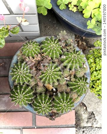 Succulents planted in pots Succulents planted in pots 140597800