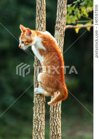 An orange cat skillfully climbing a tree. An orange cat skillfully climbing a tree. 140597806