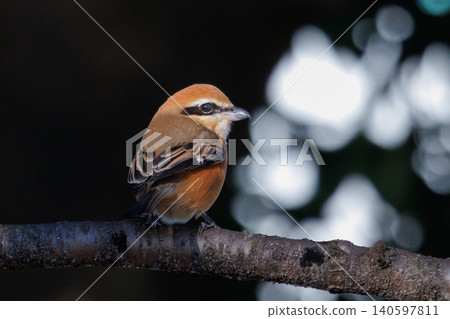 Shrike famous for Hayani 140597811