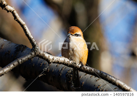 Shrike famous for Hayani Shrike famous for Hayani 140597816