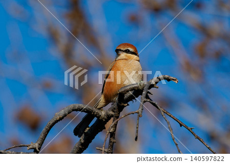 Shrike famous for Hayani Shrike famous for Hayani 140597822