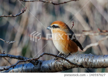Shrike famous for Hayani 140597827