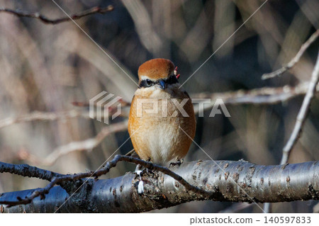 以 Hayani 聞名的伯勞鳥 以 Hayani 聞名的伯勞鳥 140597833