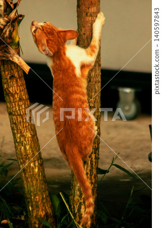 An orange cat skillfully climbing a tree. An orange cat skillfully climbing a tree. 140597843