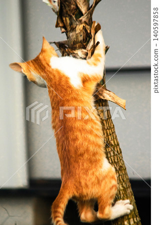 An orange cat skillfully climbing a tree. 140597858