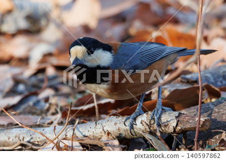 Varied tit, a dexterous bird that imitates singing and performs tricks 140597862