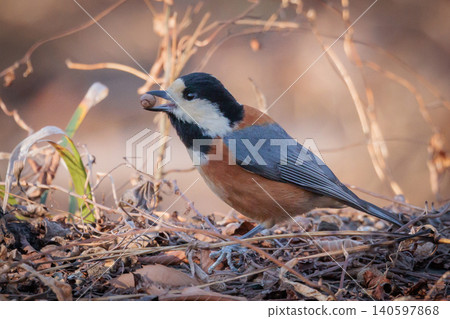 Varied tit, a dexterous bird that imitates singing and performs tricks Varied tit, a dexterous bird that imitates singing and performs tricks 140597868
