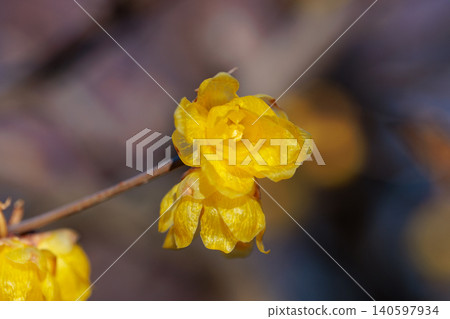 冬天開花的蠟狀花 冬天開花的蠟狀花 140597934
