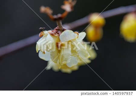 冬天開花的蠟狀花 冬天開花的蠟狀花 140597937