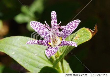 Cuckoo (Tricyrtis) - Purple mottled - 2 Cuckoo (Tricyrtis) - Purple mottled - 2 140597944