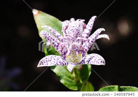 Cuckoo (Purple mottled) 3 Cuckoo (Purple mottled) 3 140597945