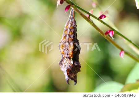 藍紋蛺蝶蛹 1 藍紋蛺蝶蛹 1 140597946
