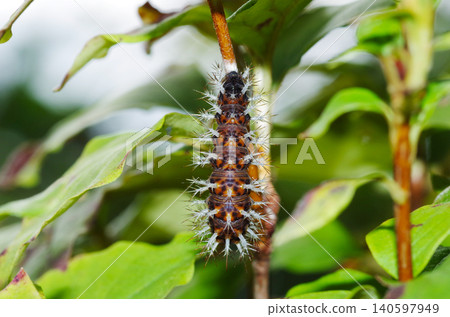 Blue Admiral butterfly, nearing pupation (back view) Blue Admiral butterfly, nearing pupation (back view) 140597949