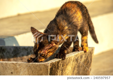 A tortoiseshell cat is looking at something. A tortoiseshell cat is looking at something. 140597957