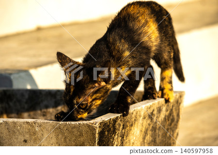 A tortoiseshell cat is looking at something. 140597958