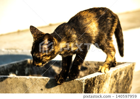 A tortoiseshell cat is looking at something. A tortoiseshell cat is looking at something. 140597959