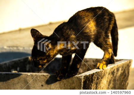 A tortoiseshell cat is looking at something. A tortoiseshell cat is looking at something. 140597960