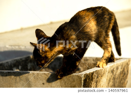 A tortoiseshell cat is looking at something. A tortoiseshell cat is looking at something. 140597961