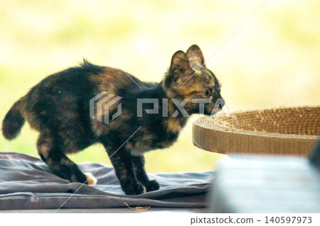 A tortoiseshell cat is looking at something. A tortoiseshell cat is looking at something. 140597973
