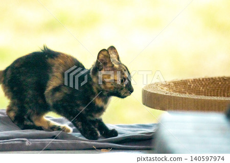 A tortoiseshell cat is looking at something. A tortoiseshell cat is looking at something. 140597974